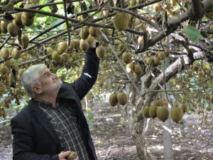 Kivi hasadı başladı