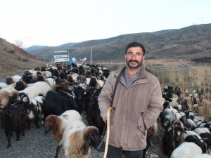 Yüksek maaşla çoban bulamıyorlar