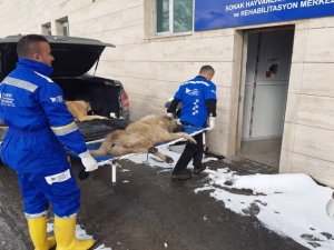 Hakkari belediyesi kısırlaştırma çalışmalarını sürdürüyor