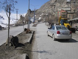 Zabıta başıboş hayvanlar için önlem aldı