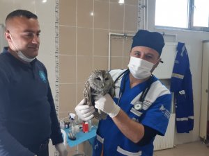 Yavru Baykuş emin ellerde sağlığına kavuştu