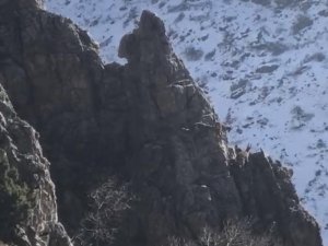 Dağ keçilerinin sayıları arttı