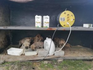 11 yavru köpeğe Mehmetçik şefkati