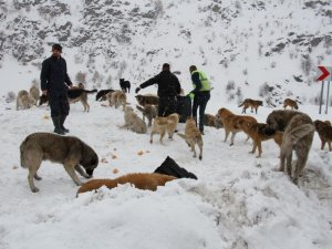 Şemdinli’de sokak hayvanları unutulmadı