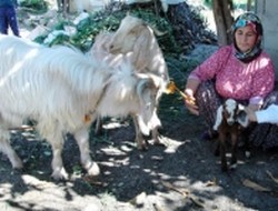 Keçi, inadına kuzu doğurdu!