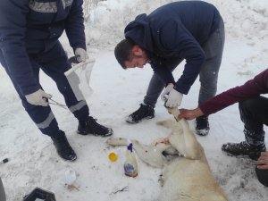 Hakkari belediyesi can dostların canını kurtardı