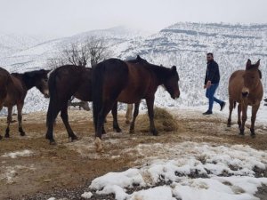 Donmak üzere olan atlar kurtarıldı