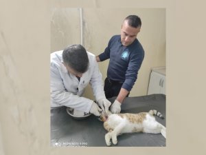 Saldırıya uğrayan kedi kurtarıldı