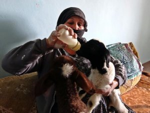 Anneleri ölen kuzulara bebek şefkati