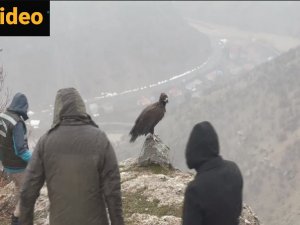 Birçok hayvan özgürlüğe kanat çırptı
