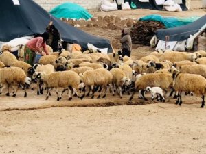 Şanlıurfa’da göçerlerin göç hazırlığı başladı