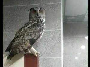 Kargaların saldırdığı Baykuş Hakkari Valiliğine sığındı