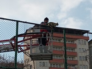 Hakkari'de yüksekte mahsur kalan kedi kurtarıldı