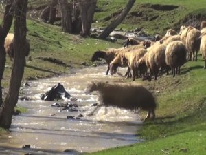Besicileri yüksek maliyetli çoban telaşı sardı