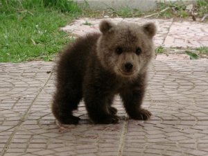 Sevimli ayı yavrusuna bebek gibi bakıyorlar