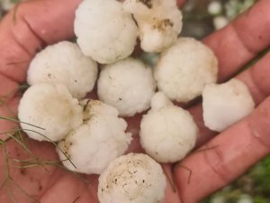 Hakkari'de ceviz büyüklüğünde dolu yağışı 1 yaralı