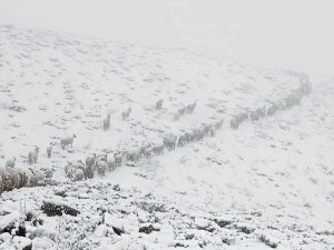 Mayıs ayında Yüksekova'ya kar sürprizi