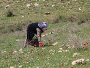 Yeni geçim kaynağı ‘Yılanyastığı’ ihracatı