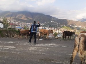 Hakkari zabıtasında başboş hayvanlarla mücadele