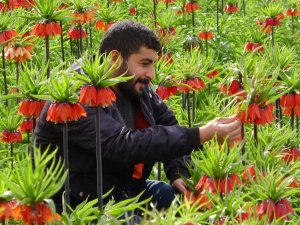 Doski Vadisi’nde Ters laleler mest ediyor