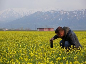 Yüksekova’yı sarıya bürüyen çiçeklerden renk cümbüşü