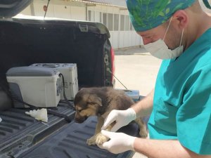 Sınırdaki can dostlar sağlık taramasından geçirildi