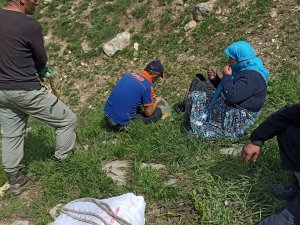 Hakkari'de pancar toplarken ayağı kırılan kadın kurtarıldı