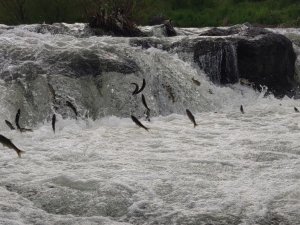 İnci kefalinin 23 kilometrelik serüveni
