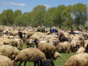 Kuzuların zorlu yayla yolculuğu başladı