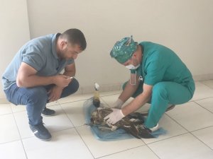 Yaralı kaya kartalı Van'a sevk edildi