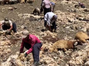 Yüksekova’da imece usulü koyun kırkma