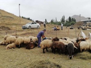 Hakkari’de kurban satış ve kesim yerleri belirlendi
