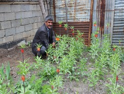 Hakkari'de ters lale mevsimi