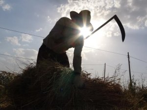 Kavurucu sıcakta buğday hasadı