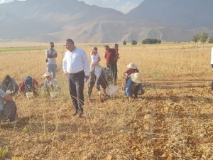 Tunceli sarımsağının ilk hasadı yapıldı