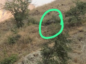 Hakkari Merzan mahallesi domuz istilasına uğradı