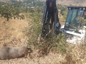 Mahallede ölü yaban domuzu bulundu