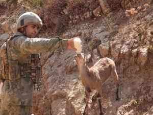 Sizi güzeller güzeli dağ keçisiyle tanıştıralım