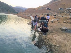 Şırnak’taki barajlar sazanla canlanıyor