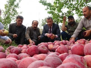 Yüksekova'da elma hasadı