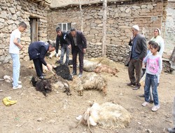 Hakkari'de köpek dehşeti