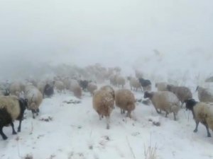 Yüksekova'da sürü kar yağışına yakalandı