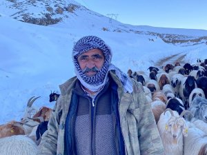 Hakkari'de 3 bin 500 rakımda mahsur kalan sürü kurtarıldı