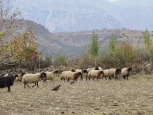 'Köyümde Yaşamak İçin Bir Sürü Nedenim Var'