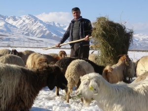 Çiftçilerin 6 ay süren kış mesaisi başladı