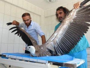 Yaban hayvanları ekolojik dengeyi koruyor