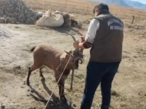 Dağ keçisi camı kırıp eve girdi