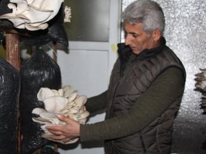 Uludere'de mantar üretim tesisi kurdu