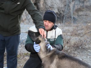 Hakkari’de nefes kesen köpek kurtarma operasyonu
