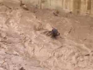 Sele kapılan inek telef oldu